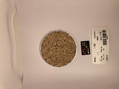 Click for 1 image(s) for this accession. SEED